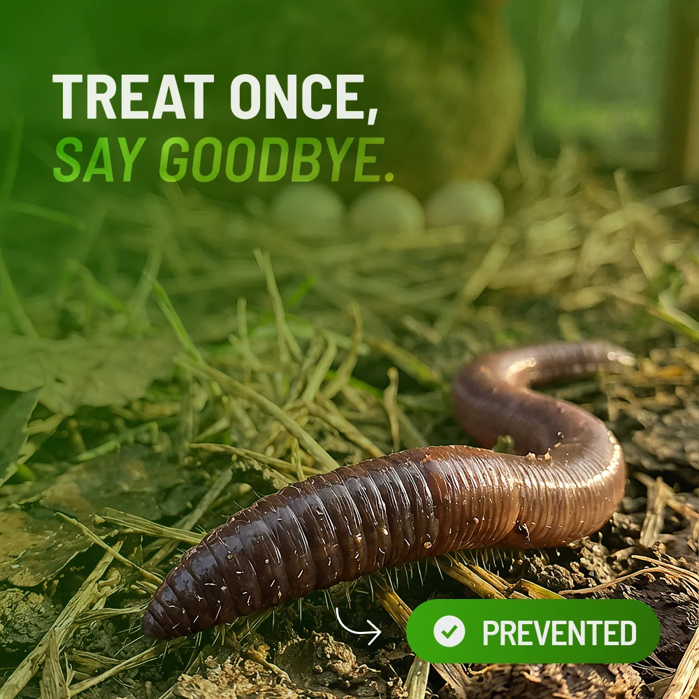 Earthworm in the soil near a chicken nest — reinfection cycle